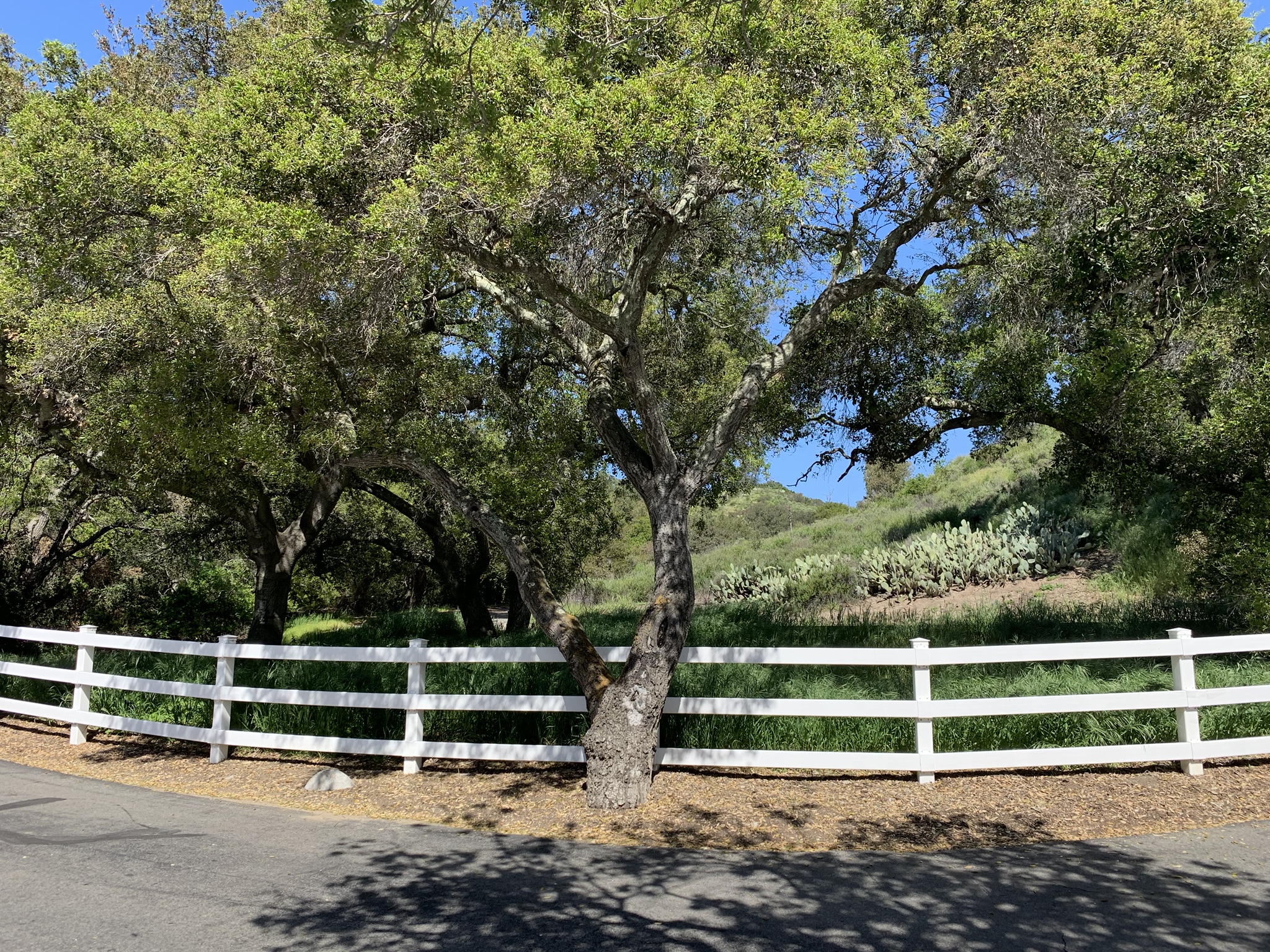 Rancho Oaks at Hamil...