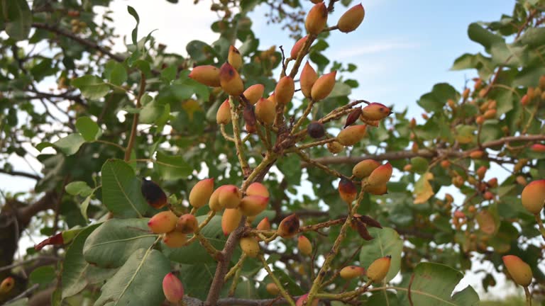 Riverview Pistachios